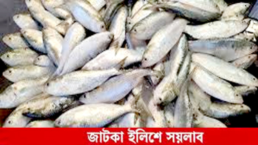 শহরের ৫ নং মাছ বাজার যেন ঝাটকা মাছ বিক্রির নিরাপদ স্থান!