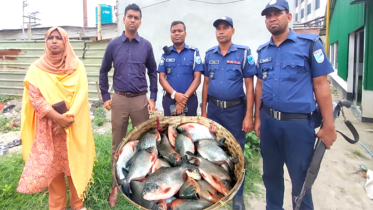সোনারগাঁয়ে ২৫ কেজি নিষিদ্ধ পিরানহা মাছ জব্দ