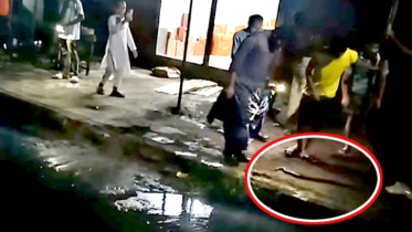 রূপগঞ্জে জলাবদ্ধতায় বদলেছে সাপের বিচরণপথ, লোকালয়ে বাড়ছে আনাগোনা