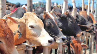 নারায়ণগঞ্জে চাহিদার তুলনায় কোরবানির পশু বেশি