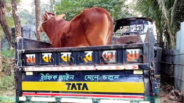 সোয়া ৪ লাখ টাকার গরু নিয়ে উধাও ট্রাকচালক-দালাল