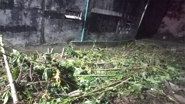 বন্দরে বিরোধপূর্ন জায়গায়  গাছ কর্তন, থানায় অভিযোগ